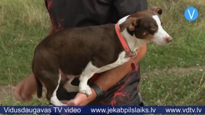 Kādēļ saimnieks ar suni netiek ielaists sabiedriskajā transportā?