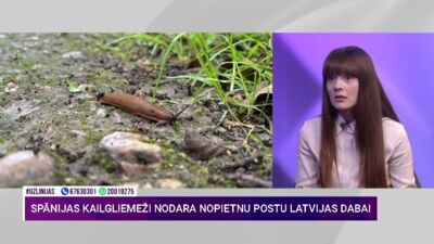 Dabas aizsardzības eksperte skaidro, kādēļ ir kaitīgi Spānijas kailgliemeži