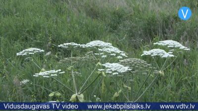 Jēkabpils novadā latvāņu apkarošana izmaksās vairāk nekā pērn