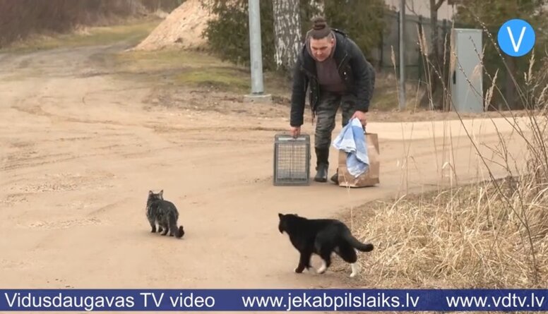 Sterilizācijas programma palīdz kontrolēt ielas kaķu vairošanos Līvānos