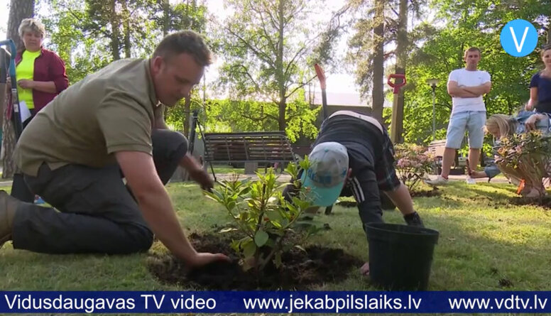 Par godu Līvānu 97.dzimšanas dienai turpina rododendru parka izveidi