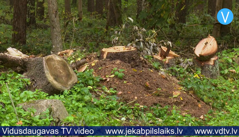 Jēkabpils novada pašvaldībai problēmas iegūt malku no saviem īpašumiem