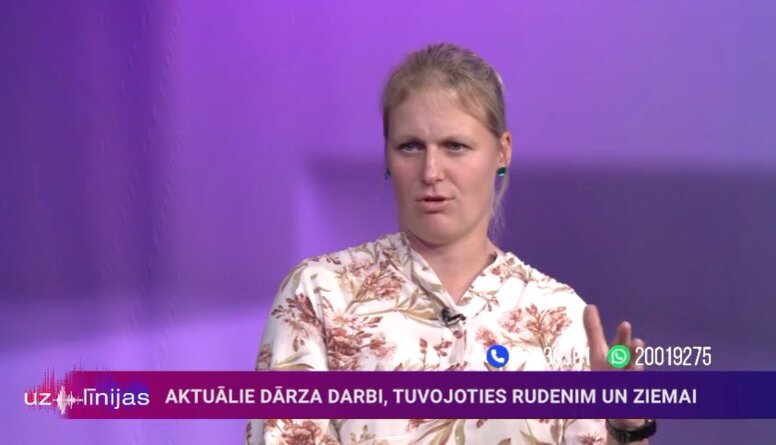 Kad ir īstais laiks apgriezt dzīvžogu?