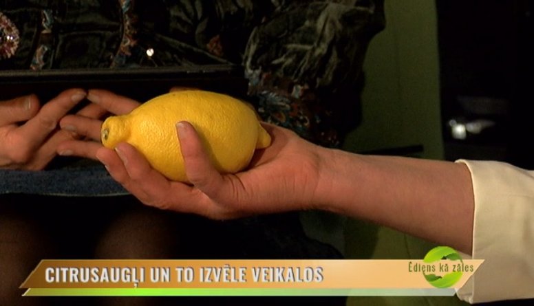 Kā izvēlēties sulīgāko citronu?