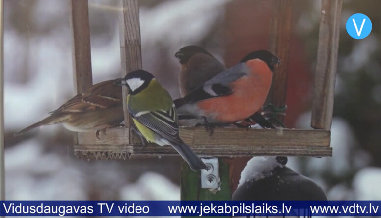 Jēkabpils novada Galvenajā bibliotēkā skatāma izstāde “Jēkabpilī ziemojošie putni"