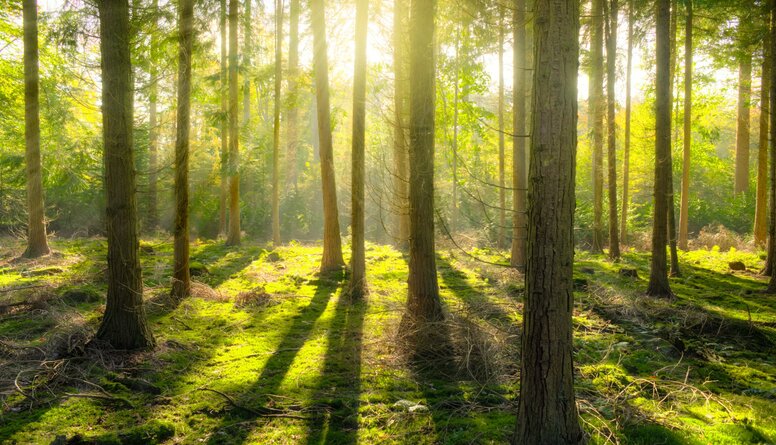 Divi svarīgi aicinājumi no „Latvijas valsts mežiem” tiem, kas atpūšas mežā