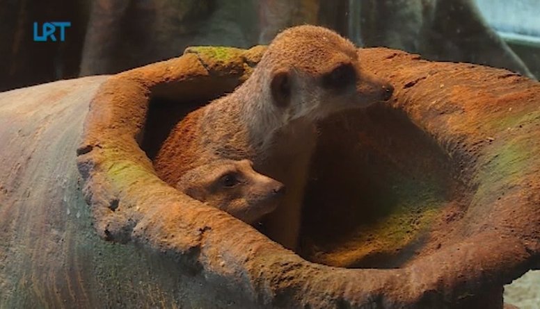 Latgales zoodārza surikātiem jaunas mājas