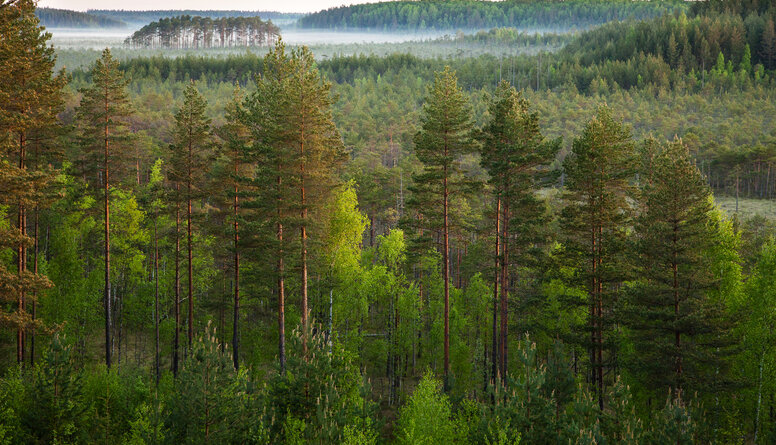 Muižnieks: Jo koptāki būs mūsu meži, jo dosim lielāku ieguldījumu klimata pārmaiņu jautājumā