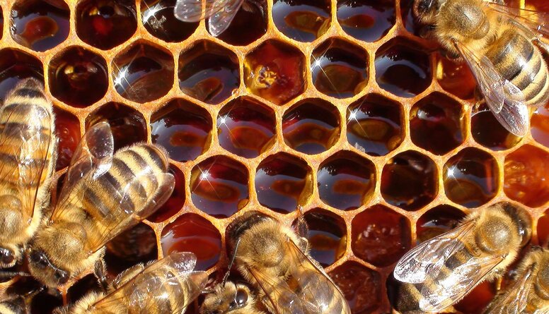 Bišu izcelsmes produkti neauglības ārstēšanai