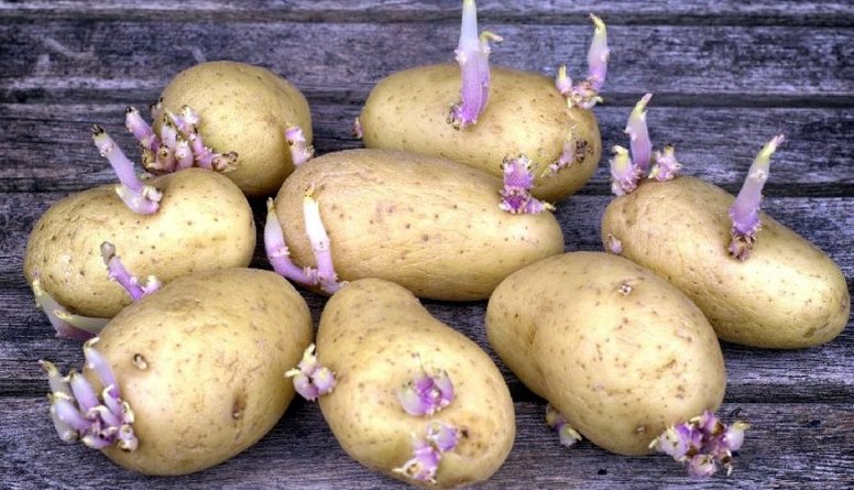 Vai drīkst uzturā lietot kartupeļus, kas sākuši asnot?