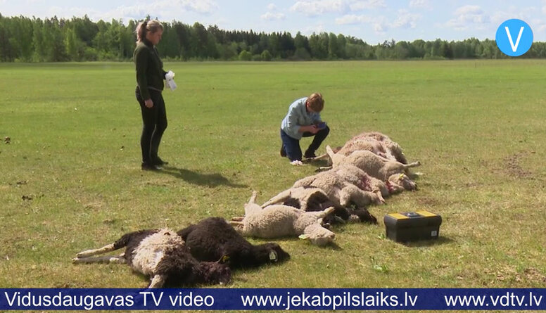 Vilku uzbrukums aitu ganāmpulkam Krustpils pagastā beidzas ar pamatīgiem zaudējumiem