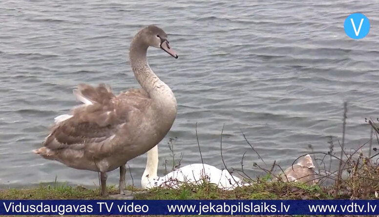 Norisinājusies sanāksme par Jēkabpils Mežaparku