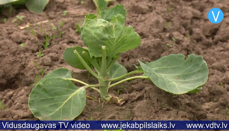 Mazdārziņus posta nepieskatīts liellopu ganāmpulks