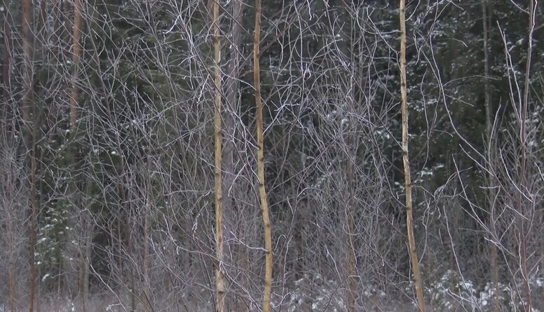 20.12.2022 Latvijas zaļais zelts – meži