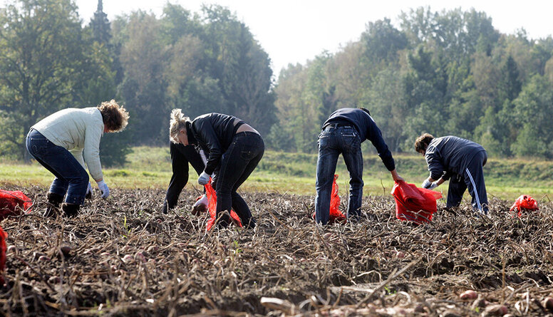 Latvijas zemnieki valdībai lūdz atļauju ievest viesstrādniekus