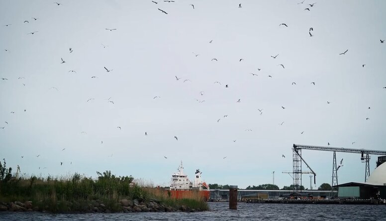Rīgas ostā notiek ikgadējā ūdensputnu populācijas apsekošana