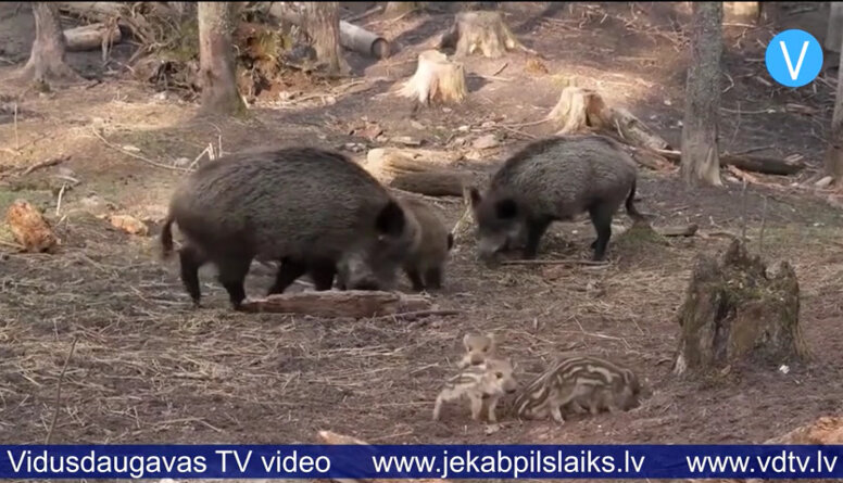 Pieaug saslimstība ar cūku mēri