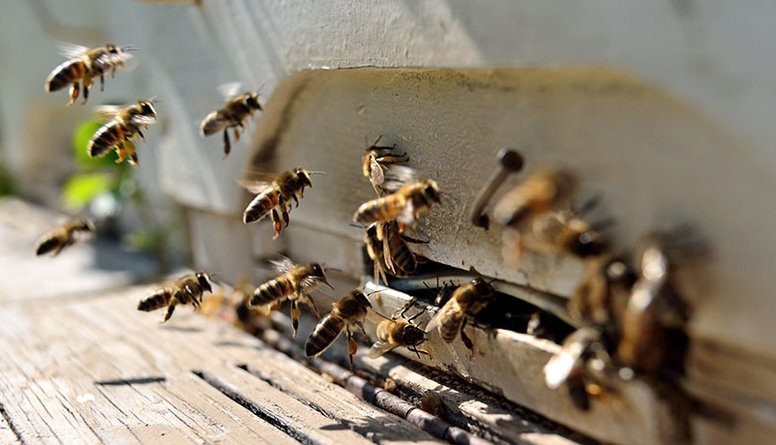 Bišu stropu gaiss palīdz apturēt alerģiskās iesnas un pat bronhiālo astmu!