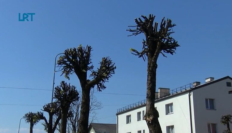 Rēzekniešus satrauc liepu vainagu apgriešana