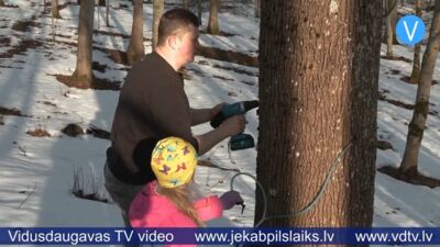 Variešu pusē sākusies kļavu sulu tecināšana