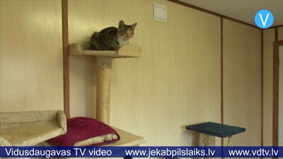 Līvānu biedrība “Ingato” ierīko moduļu tipa kaķu māju