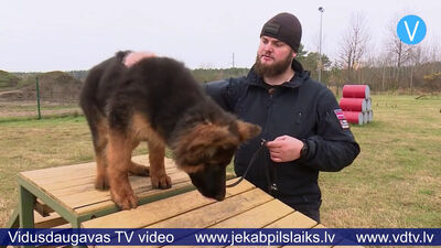 Jēkabpils kinologs policijas dienestam apmāca jaunu suni