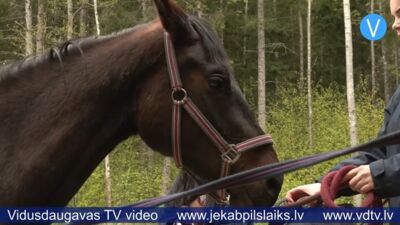 Atrasta pirms divarpus nedēļām pazudusī ķēvīte Zizī
