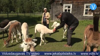 Sēlijas alpakas iekaro sirdis ar ziņkārību un inteliģenci