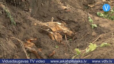Vai Madonas ielas bērziem piespriests nāvessods? Jēkabpilieši satraukti par bojātajām saknēm