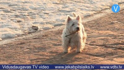 Jēkabpilī atklājas suņu īpašnieku nevērība – pašvaldības policija februārī veic 23 pārbaudes