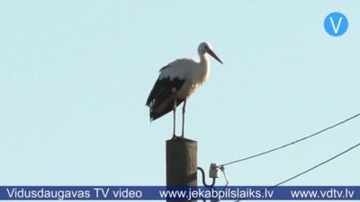 Stārķis silto zemju vietā izvēlas Latvijas cūku fermu