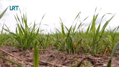 Lauksaimniekiem Latgalē bažas par karstumu un sausumu