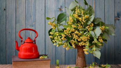 Vai liepziedu, piparmētru un kumelīšu tēju var droši lietot regulāri?