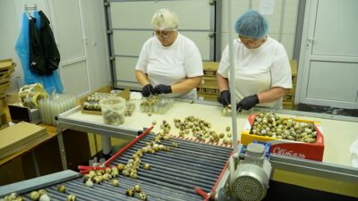 17.11.2025 Latgolys susātivs