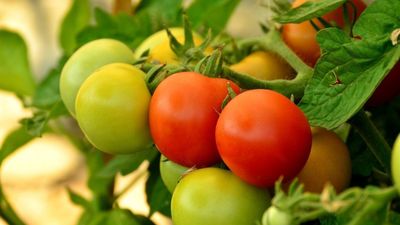 Uzzini, cik vērtīgi ir ziemā siltumnīcās audzētie tomāti un gurķi!