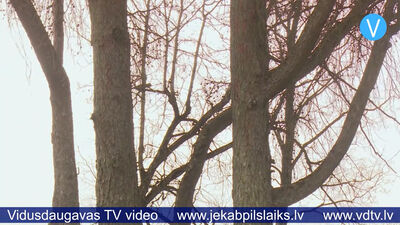 Aktuāli par koku zāģēšanu un stādīšanu Jēkabpils novadā