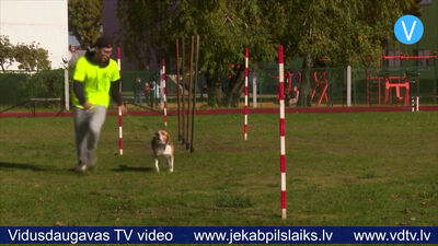 Līvānos norit suņu treniņnodarbība