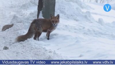 Jēkabpilī gar mājām staigā lapsa un apdraud mājdzīvniekus