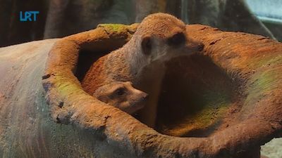 Latgales zoodārza surikātiem jaunas mājas