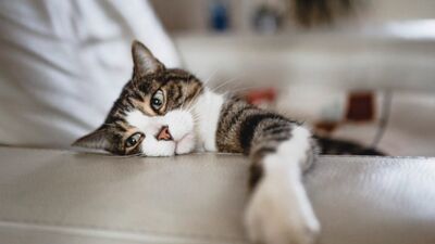 Mīts vai patiesība. Vai kaķi spēj pārnēsāt koronavīrusu?