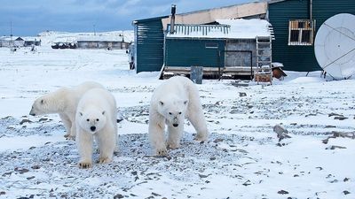 Leduslāču dēļ ārkārtas stāvoklis Novaja Zemļa arhipelāgā