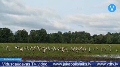 Tauta ziņo: pie saimniecības Rožupes pagastā pulcējas pāris simti stārķu