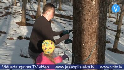 Variešu pusē sākusies kļavu sulu tecināšana