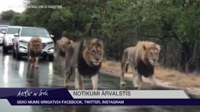 4 lauvu tēviņi paralizē satiksmi Āfrikas nacionālajā parkā