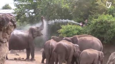 Dublinas zooloģiskajā dārzā ziloņiem atvērts jauns peldbaseins
