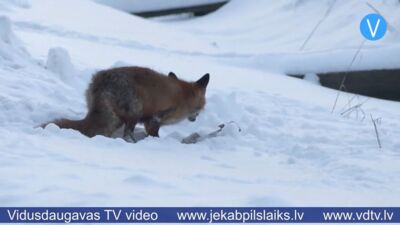 15.01.2026 Jēkabpils laiks