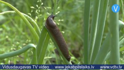 Jēkabpilī cīņa ar Spānijas kailgliemežiem kļūst par ikdienu.