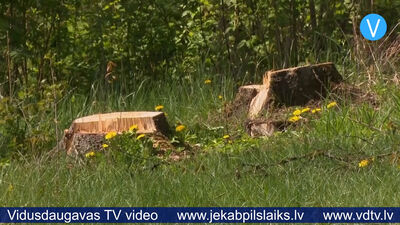 Jēkabpils Mežaparkā šogad izzāģēti 135 kubikmetri koksnes