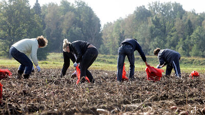 Latvijas zemnieki valdībai lūdz atļauju ievest viesstrādniekus