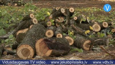 Tauta ziņo: Jēkabpilī, veicot parka pārbūvi, nozāģē daļu koku